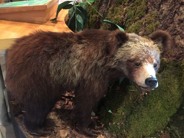 ����_�x┌΃r�W�^�[�Z���^�[