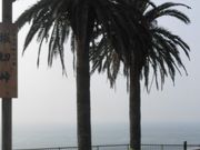 �ڂ肳��̖x�ؓ��̃t�F�j�b�N�X�̓��e�ʐ^1