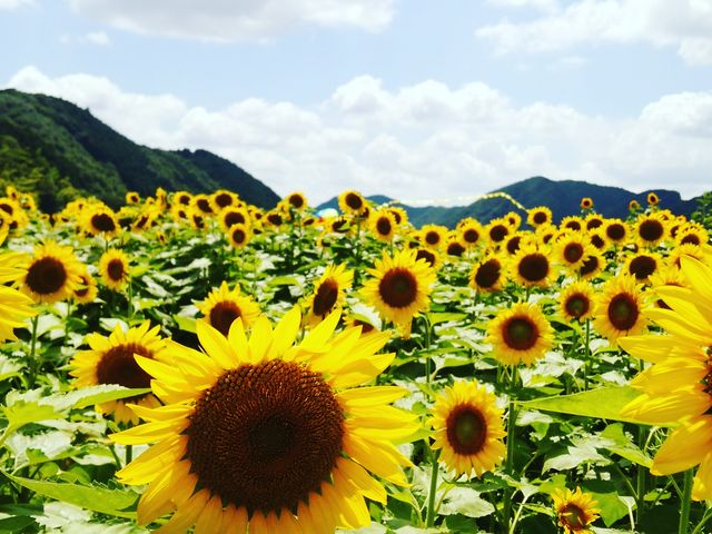 見渡すかぎりひまわり_南光ひまわり畑