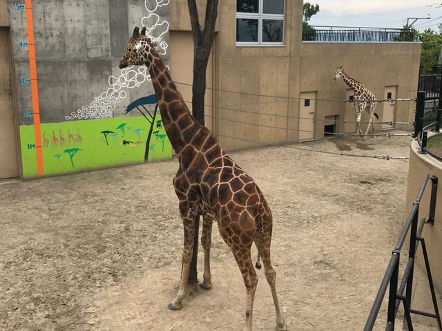 �����_���R������