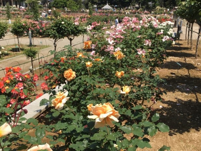 �o���ł��B_�~������