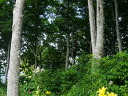 J`̂˂̐X r[RTH̓eʐ^2