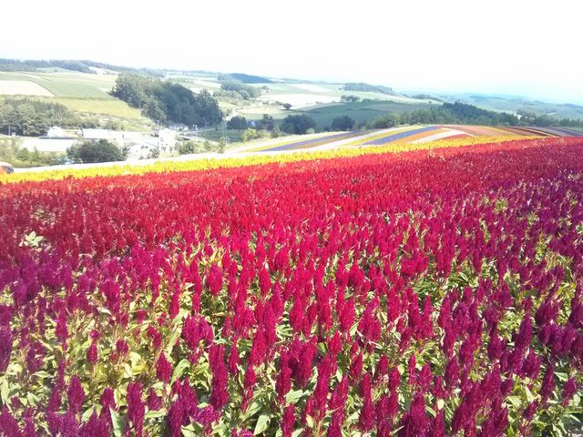 �O���f�[�V����_�l�G�ʂ̋u