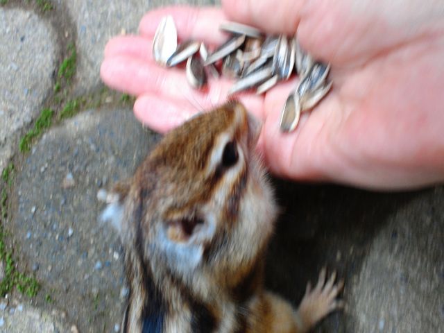 食べてるしぐさにキュンとします!_加茂山公園