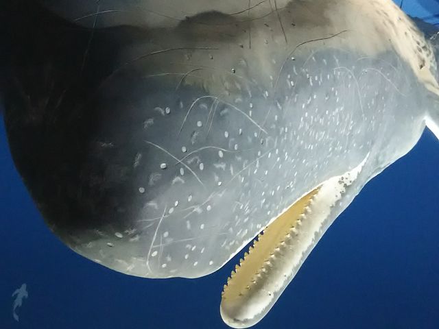 `̌~ƊC̉Ȋwق̓eʐ^1