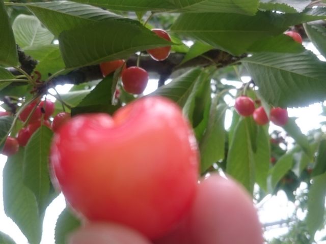 �傫�ȗ��B���̂��炢�̐F�ł��Â݂�����܂��B_�������ڎ��