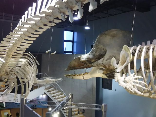 �ォ���������������Ȋp�x�Ō��ė~�����I_�~�ƊC�̉Ȋw��