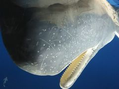 チロさんの鯨と海の科学館の投稿写真1