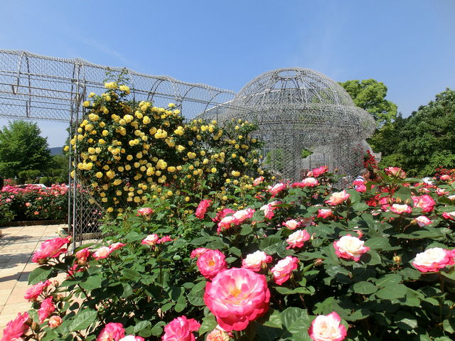 ���J�̃o��_���c���t�����[�K�[�f��