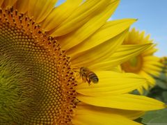 ������񂳂�̃n�C�W�̑��@�N�����قւ̓��e�ʐ^1