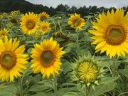 ˂̂ЂMRXm[][gARsA̓eʐ^1