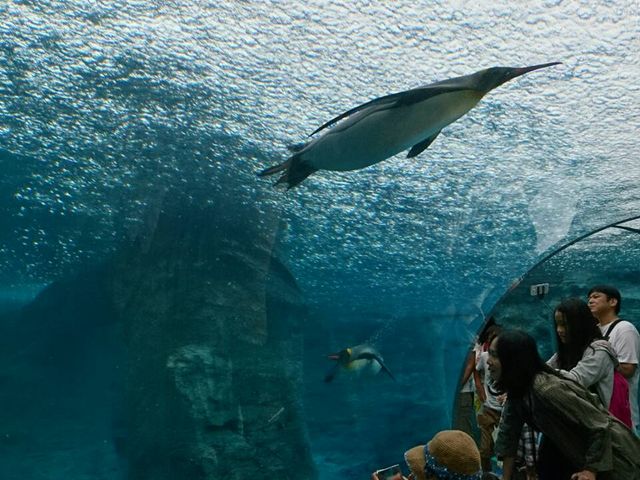 �V���[����_���R������