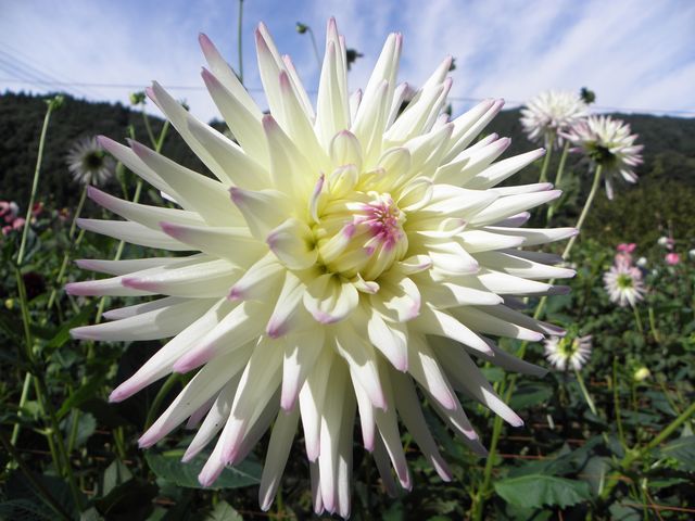 ダリア_両神山麓花の郷ダリア園
