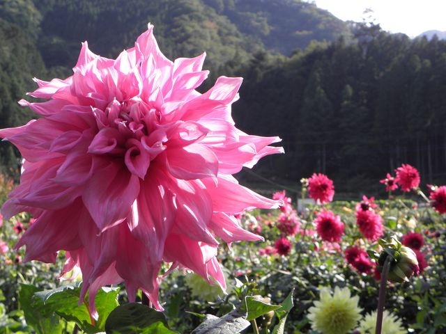 ダリア_両神山麓花の郷ダリア園