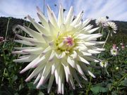 Ђ񂳂̗_R[Ԃ̋_A̓eʐ^2