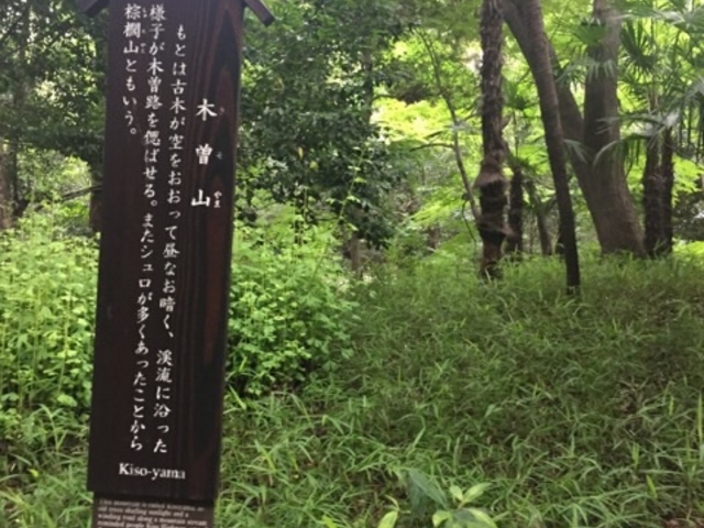 �T���Ƃ����؁X�Œ����Â��ł��B_�ؑ]�R�i���ΐ��y���j