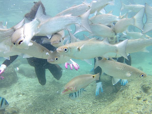 �ʐ��E�I_�����}�������W���[