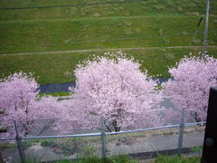 ܂܂̒}@Vq̋ւ̓eʐ^1