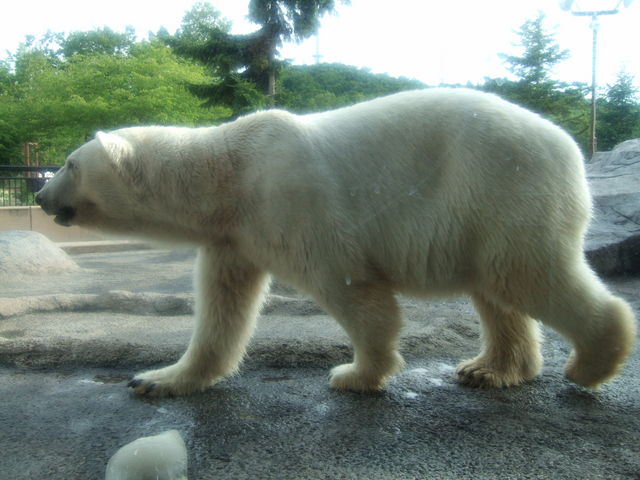 ���낭�܊�_���R������