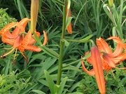 poporon̓숢hO֎RR̓eʐ^1