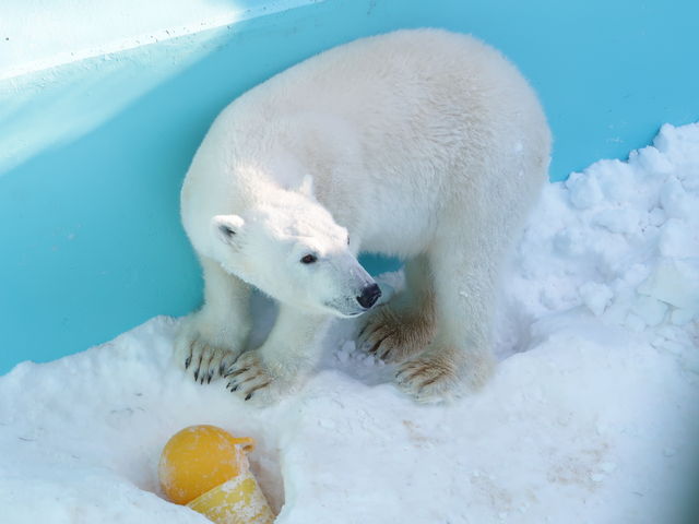 �z�b�L���N�O�}_���тЂ듮����