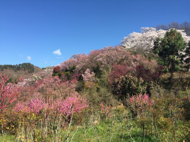様々な桜が咲き乱れています。_花見山公園