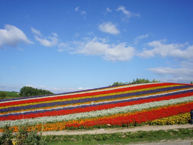 ��Ƃ��Ԕ��̃R���g���X�g���f�G�ł���_�l�G�ʂ̋u