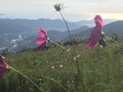 Ђ͂񂳂̘hRXXp[N̓eʐ^1