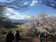 旅行三昧さんの花見山公園の投稿写真2