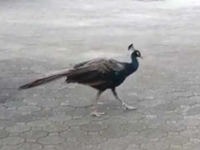 �����Ⴍ_���炩��V��