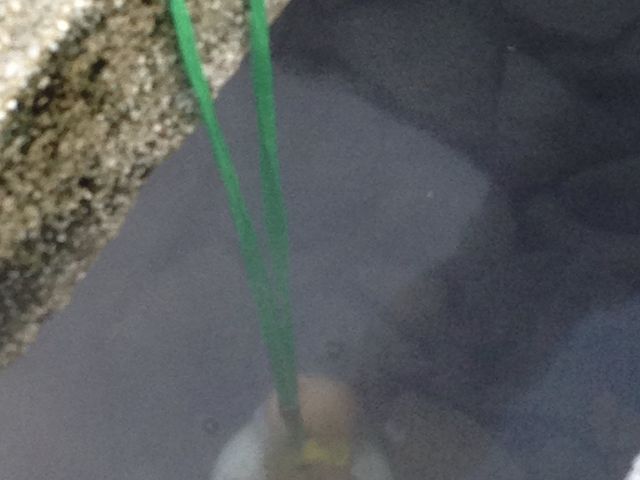 ���܂��O�c�O�c_�r��