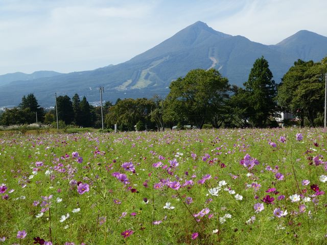 �֒�R�w�i�̃R�X���X_���X�e�����c��