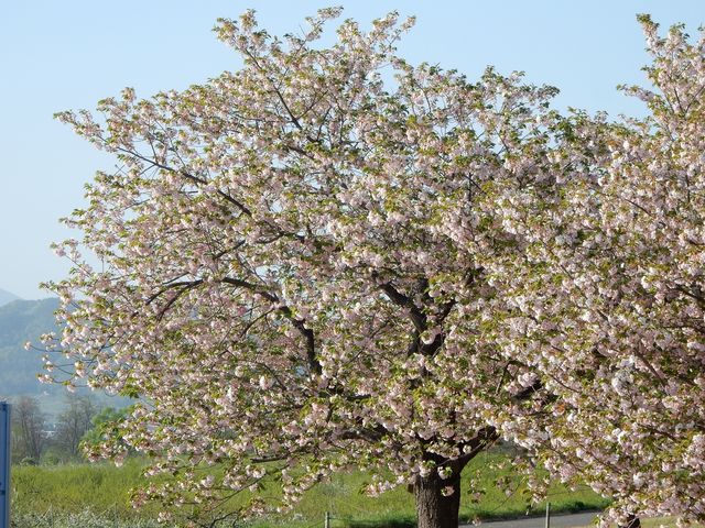 ���z�{PA����_��Ȑ��h�̍���