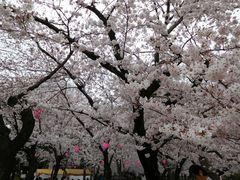 鶴舞公園の 花まつり の口コミ一覧 じゃらんnet