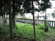 �Ԃ񂽂���̒������Õ��o�y�i�̓��e�ʐ^1