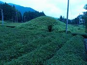 Ԃ񂽂̊萬VzÕQ̓eʐ^1