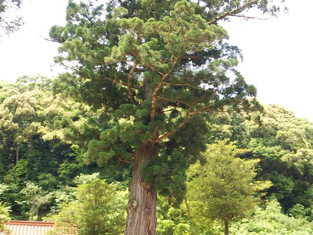 _؁BƎvAO̊Ŕ͎q̐B_DH{