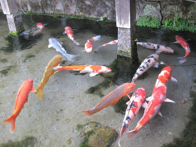 鯉の体色が映えます_湧水庭園「四明荘」
