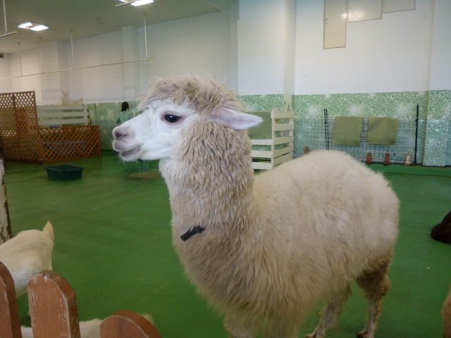 ApJɂ܂_Moff animal world BIGHOPK[f[󐼓X