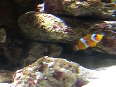 NIFREL�i�j�t�����j�̎ʐ^1