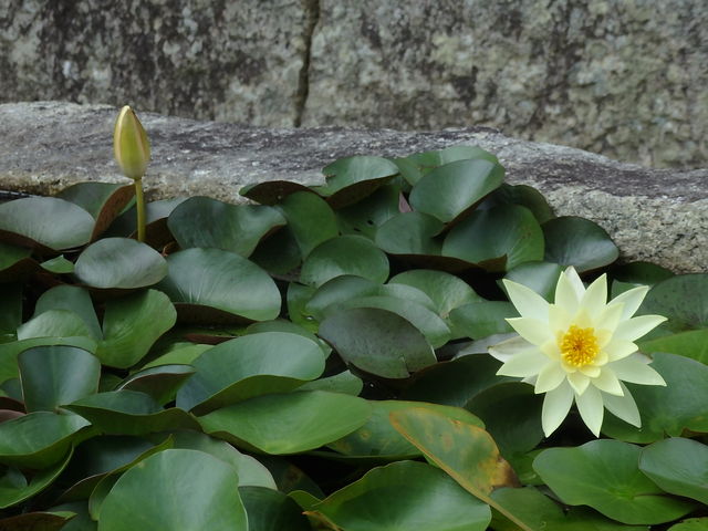 ��ɍ炢�Ă���_���Ԏ�