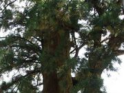 tXs[h̐zK_Ђ̑吙̓eʐ^1