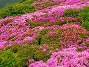 tXs[h̑DR̃~}LV}̓eʐ^1