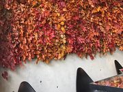 [񂳂Nicolai Bergmann Nomu̓eʐ^2