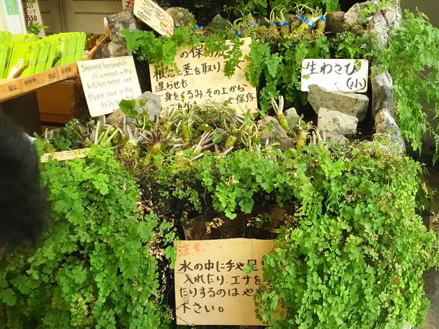 VNȃTr̉ɂ͋_gۓV铹̉wX