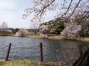 Ղ邯񂳂̕ĎRoˌQ̓eʐ^1