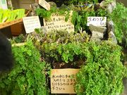 ܂񂳂̋gۓV铹̉wX̓eʐ^1