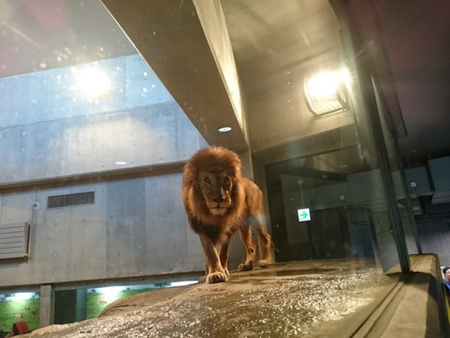 ���͂��郉�C�I��_�~�R������