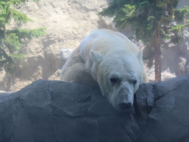 ��������ł�_���R������