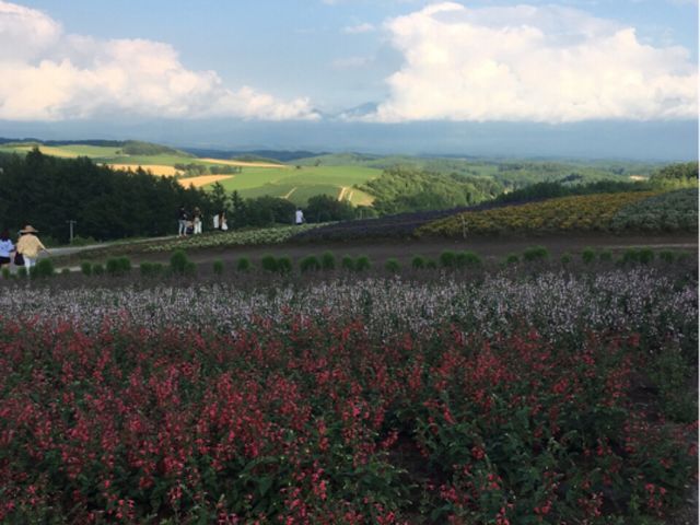 �����ȉԂ̃O���f�[�V����_�l�G�ʂ̋u